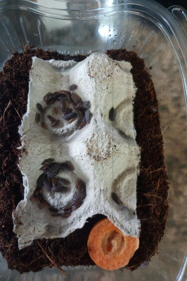 La Swamp Cloporte - Isopods ISO-PRU-50 (feeder pour nourrir ) 50 Petites espèces mélangées