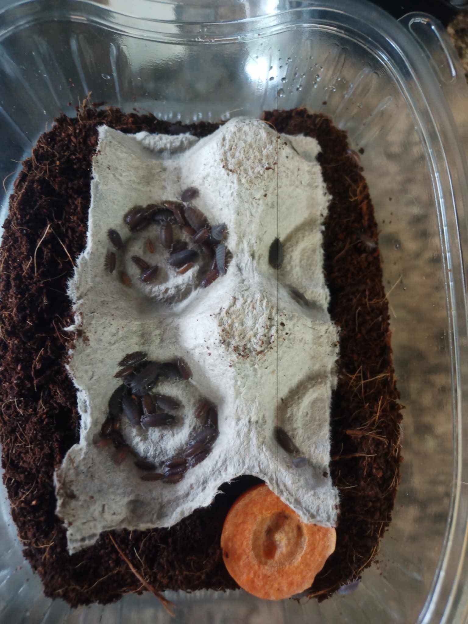 La Swamp Cloporte - Isopods ISO-PRU-50 (feeder pour nourrir ) 50 Petites espèces mélangées