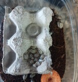 La Swamp Cloporte - Isopods ISO-LEA-50 (feeder pour nourrir ) 50 Grosses espèces mélangées
