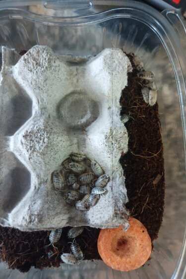 La Swamp Cloporte - Isopods ISO-LEA-50 (feeder pour nourrir ) 50 Grosses espèces mélangées