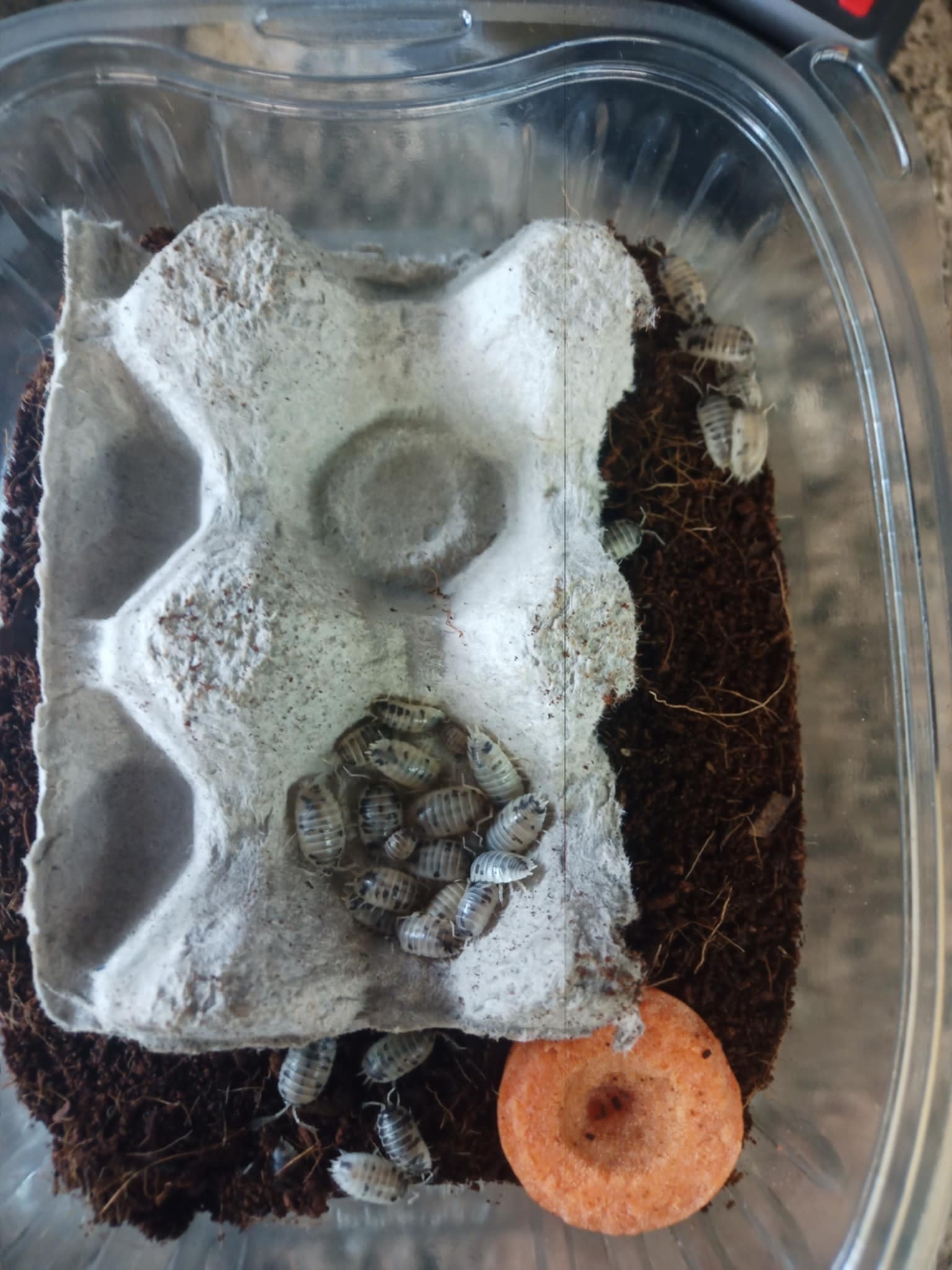 La Swamp Cloporte - Isopods ISO-LEA-50 (feeder pour nourrir ) 50 Grosses espèces mélangées