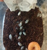 La Swamp Cloporte - Isopods ISO-LEA-50 (feeder pour nourrir ) 50 Grosses espèces mélangées
