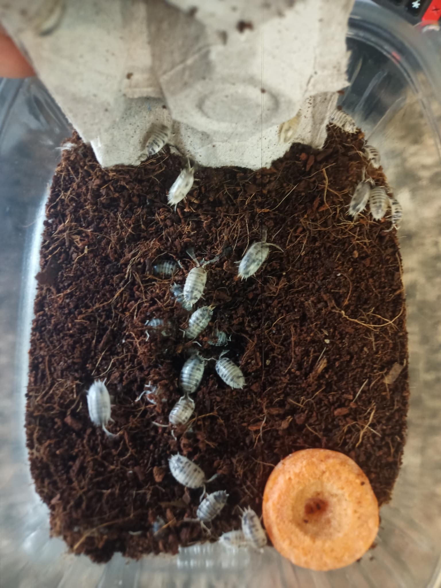 La Swamp Cloporte - Isopods ISO-LEA-50 (feeder pour nourrir ) 50 Grosses espèces mélangées