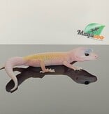 Magazoo Gecko léopard Macksnow murphy patternless 15/5/24 femelle