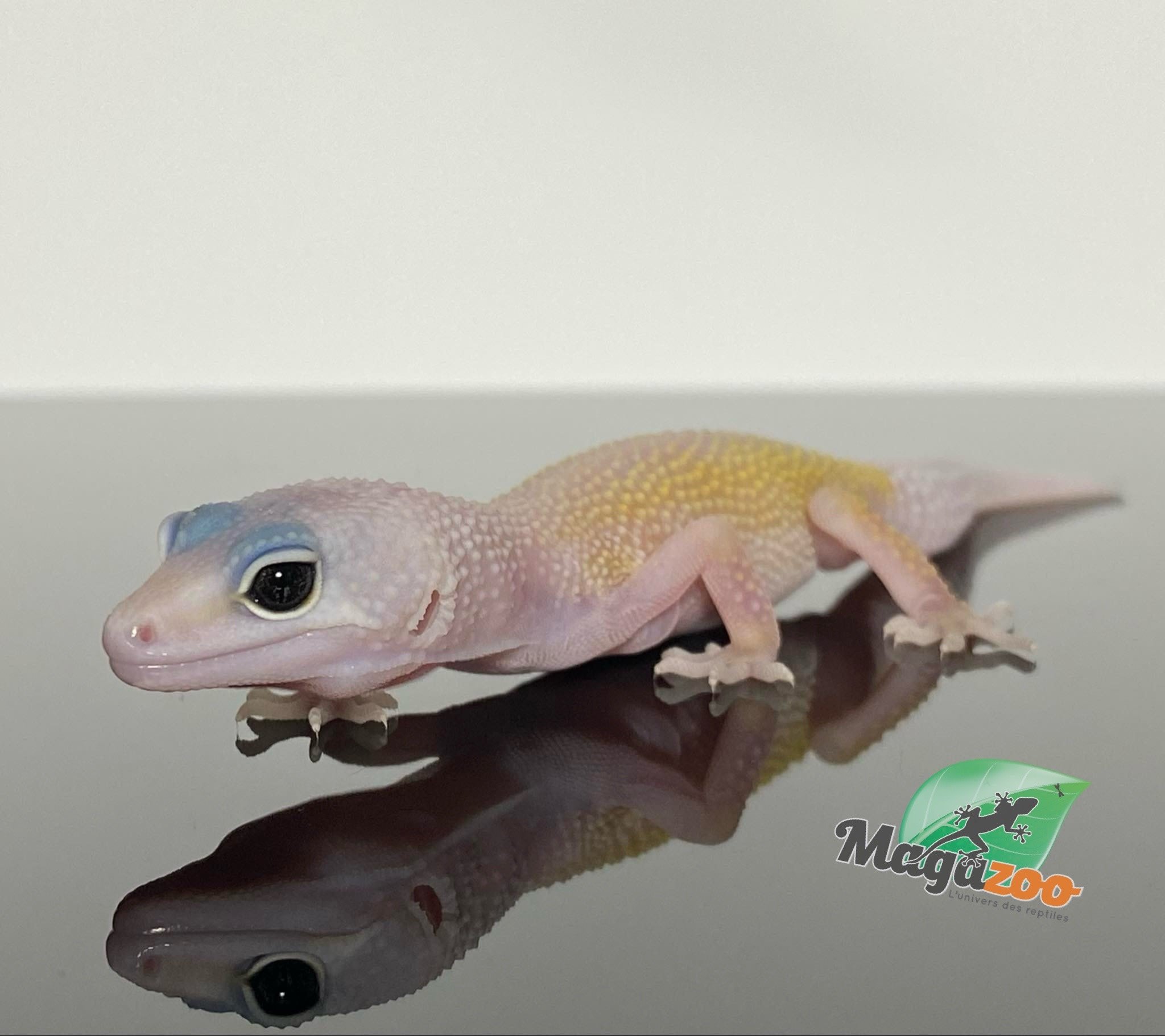 Magazoo Gecko léopard Macksnow murphy patternless 15/5/24 femelle