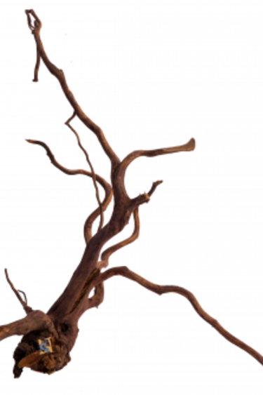 Aqua Globe AQUAGLOBE Bois d'Amazonie