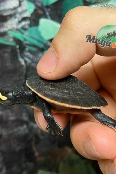 Magazoo Baby Red-Bellied sidenecked turtle