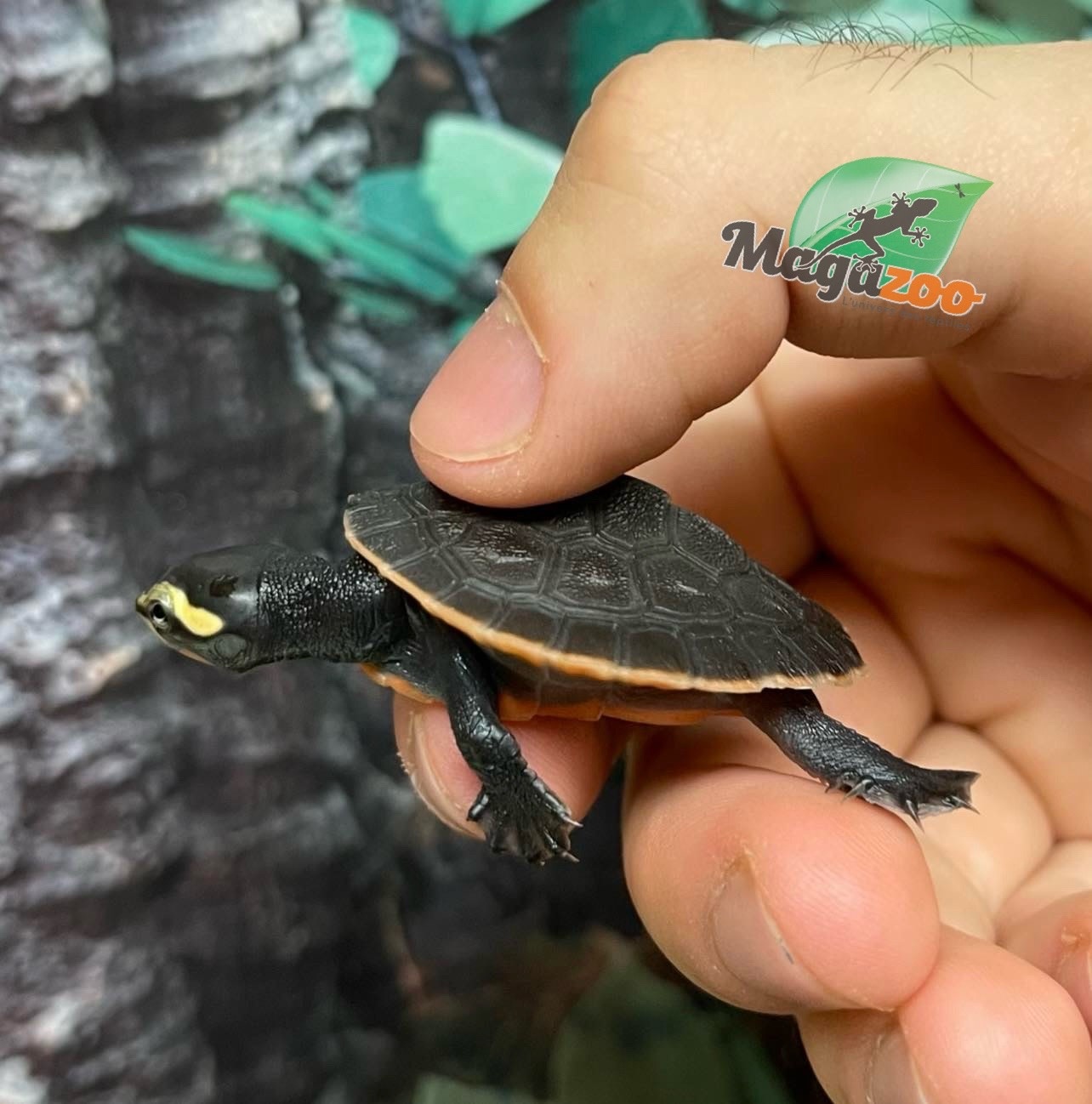 Magazoo Baby Red-Bellied sidenecked turtle
