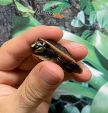 Magazoo Tortue Emydure à ventre rouge bébé