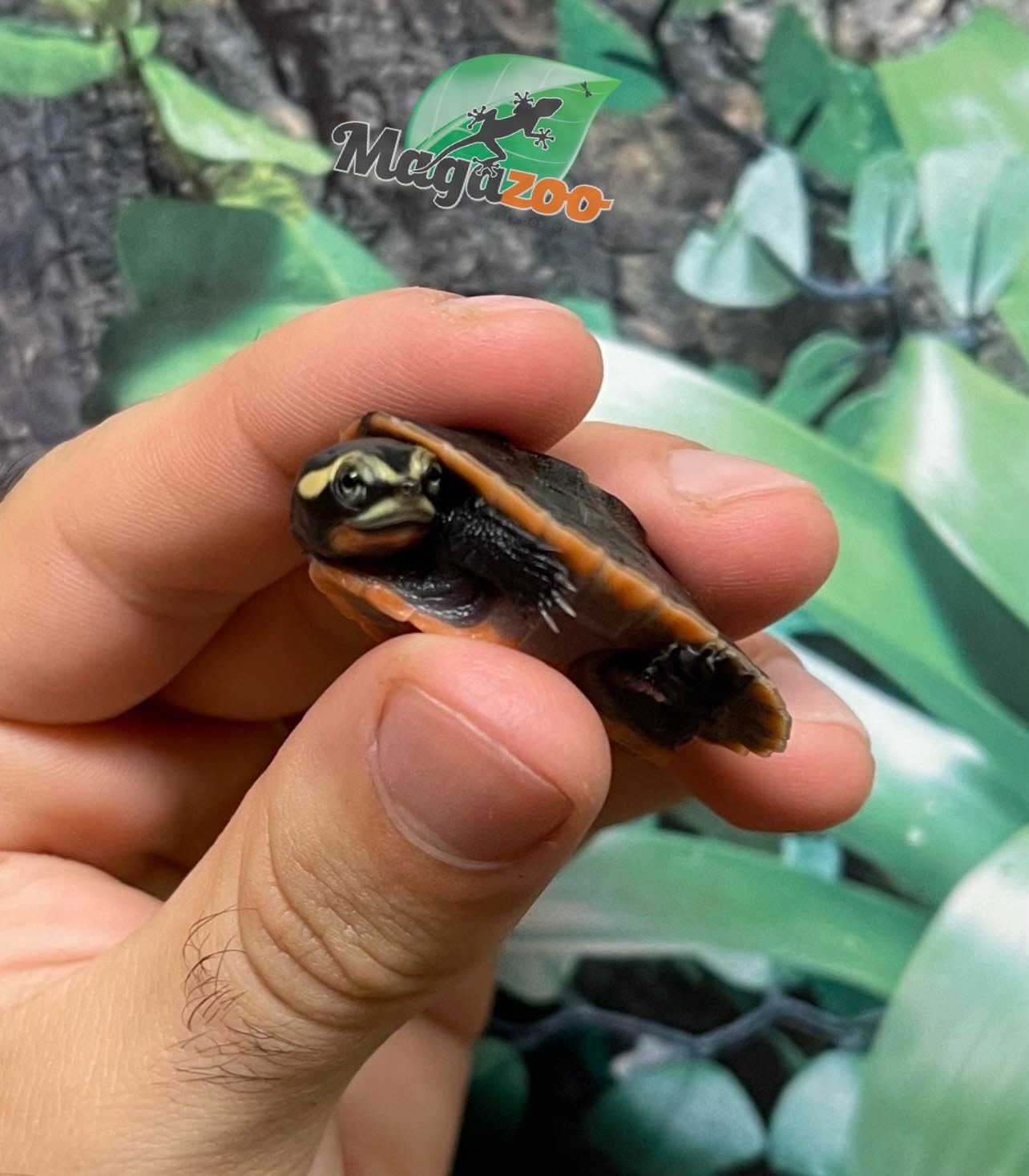 Magazoo Baby Red-Bellied sidenecked turtle