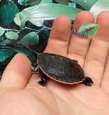 Magazoo Tortue Emydure à ventre rouge bébé