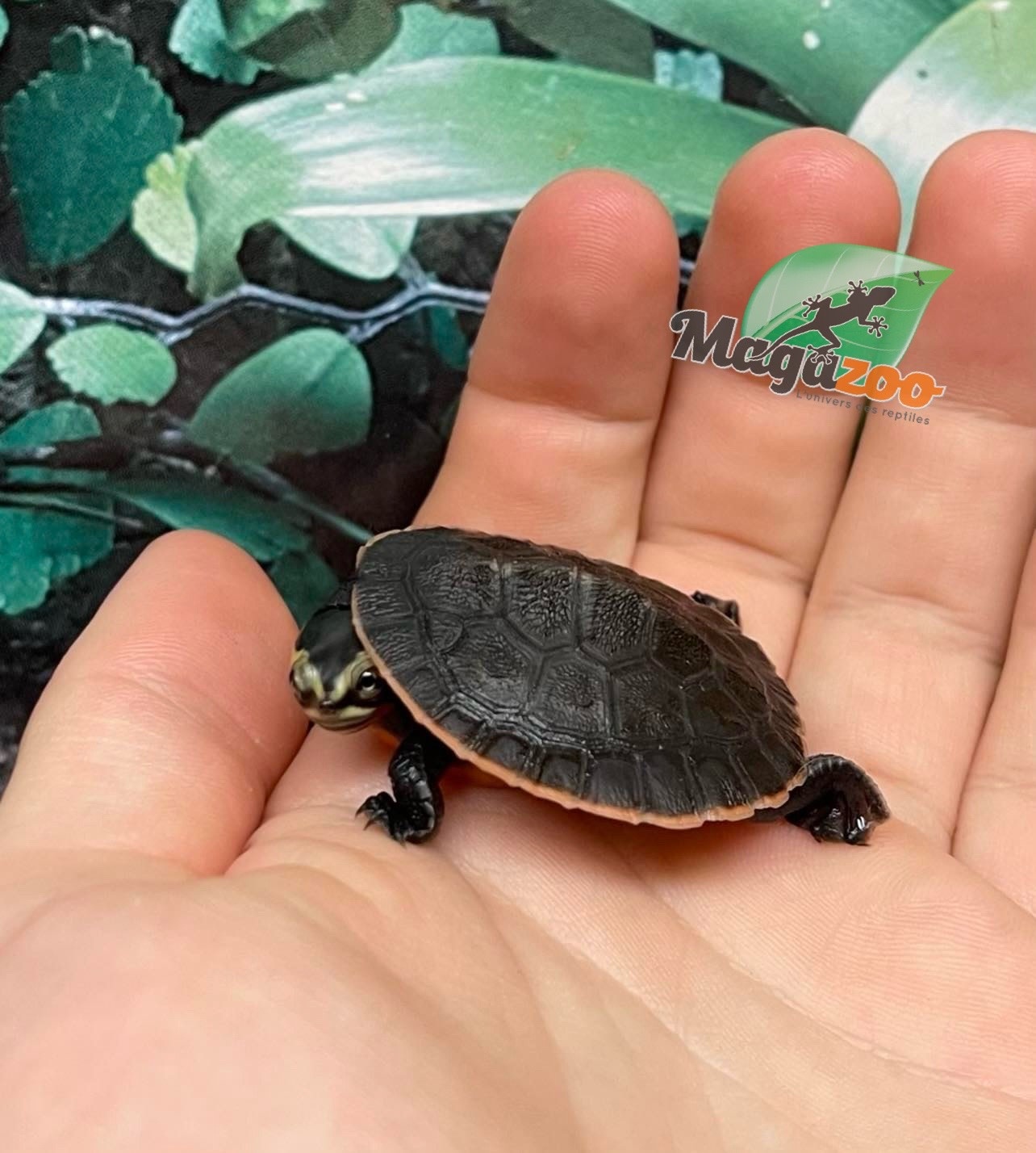 Magazoo Tortue Emydure à ventre rouge bébé