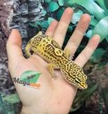 Magazoo Female Albino Tremper Leopard gecko  07/01/22