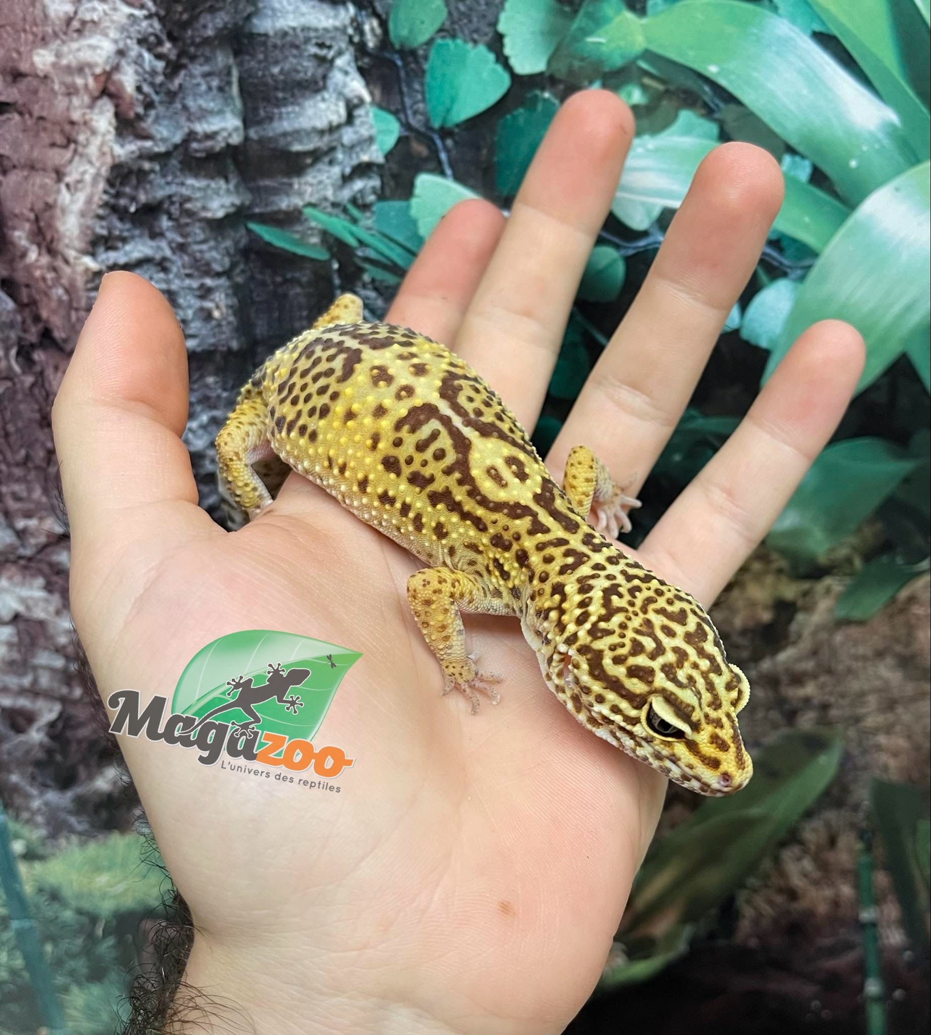 Magazoo Female Albino Tremper Leopard gecko  07/01/22