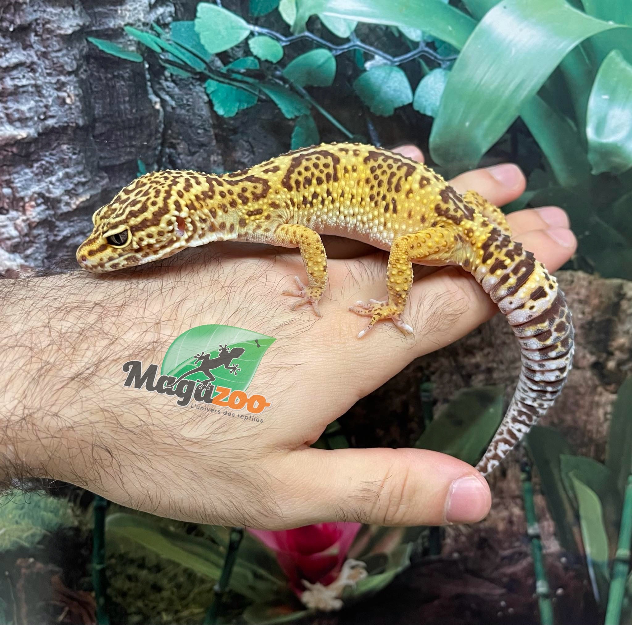 Magazoo Gecko léopard Albino Tremper  01/07/22 Femelle