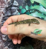 Magazoo Gecko caméléon (Vieillardi) Mâle Juvénile