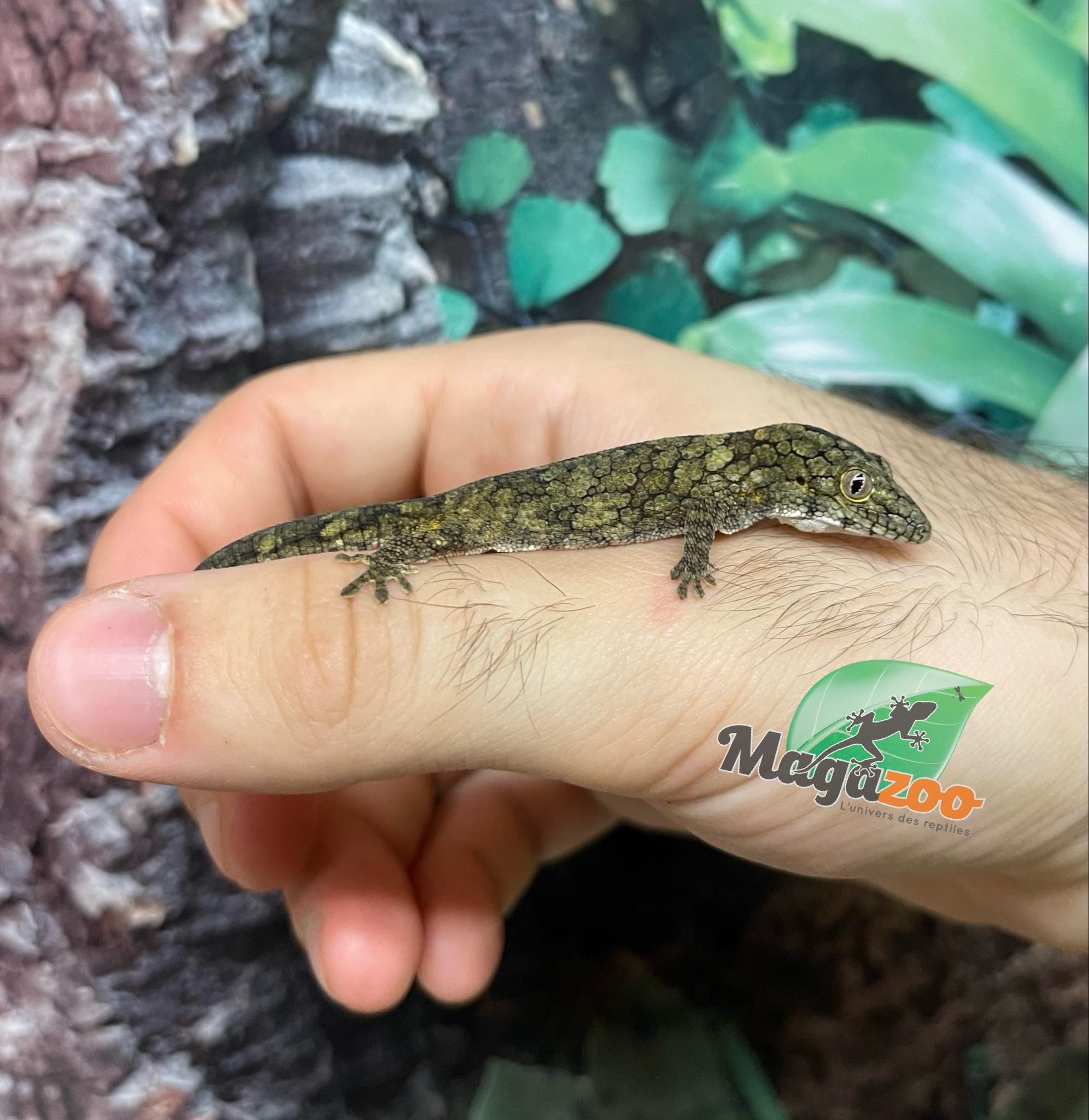 Magazoo Baby Chameleon Gecko