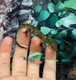 Magazoo Baby Chameleon Gecko