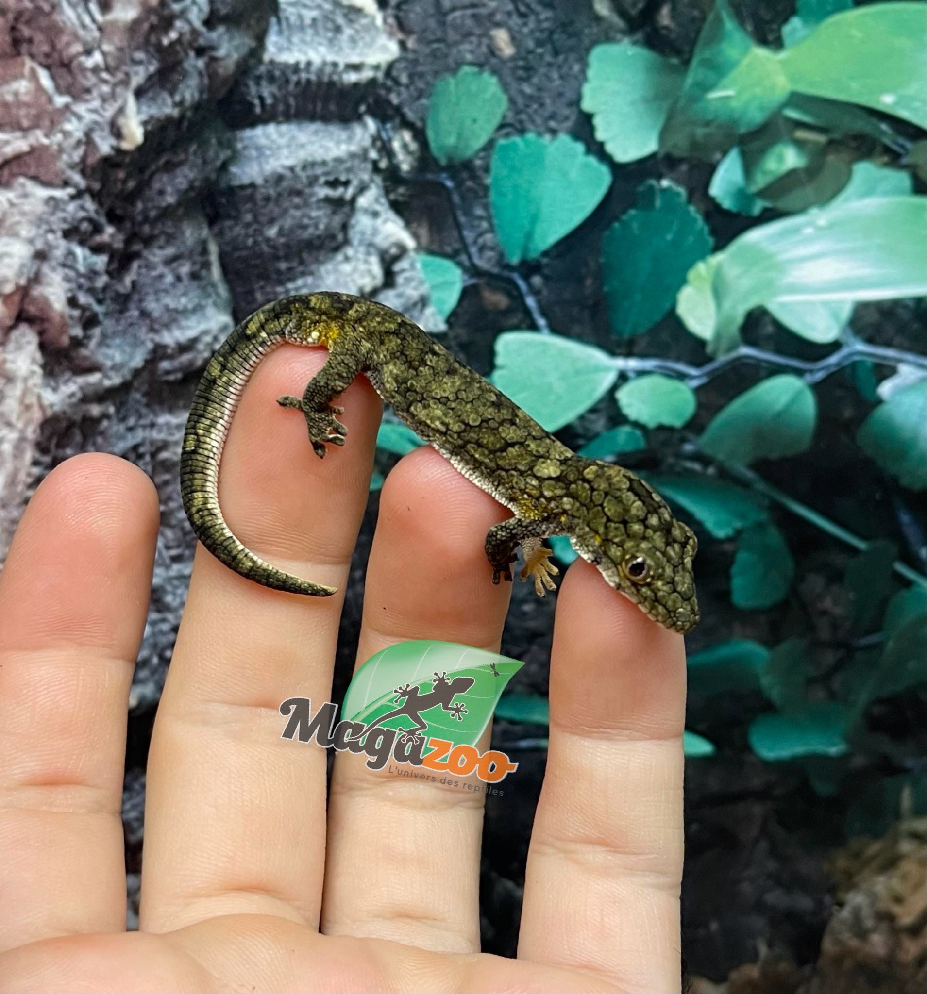 Magazoo Gecko caméléon (Vieillardi) Mâle Juvénile