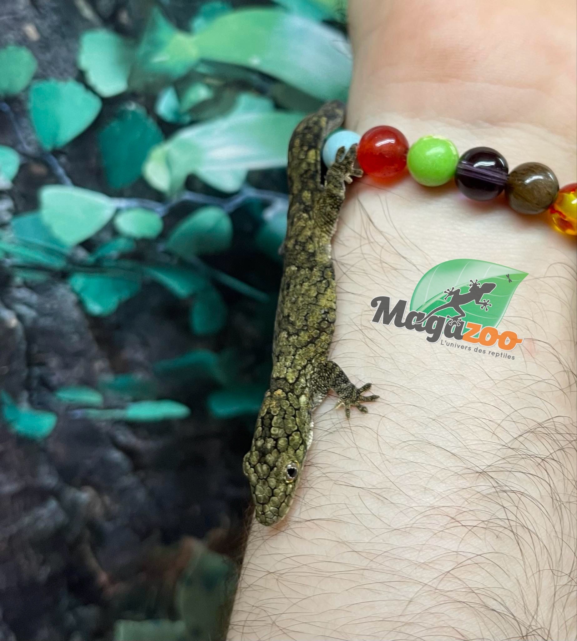 Magazoo Baby Chameleon Gecko