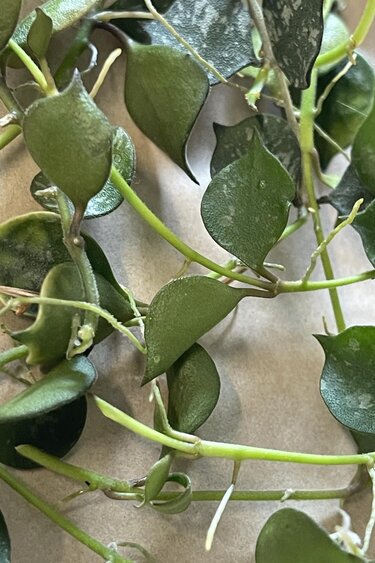 Magazoo Plante Hoya curtisi