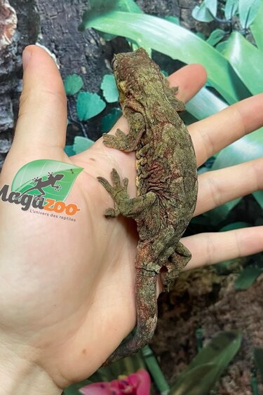 Magazoo Female Chahua gecko Pine Isle 2023