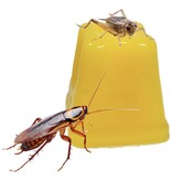 Komodo KOMODO KD-93142 Pot de Fruit en gelée 1.3 oz chaque