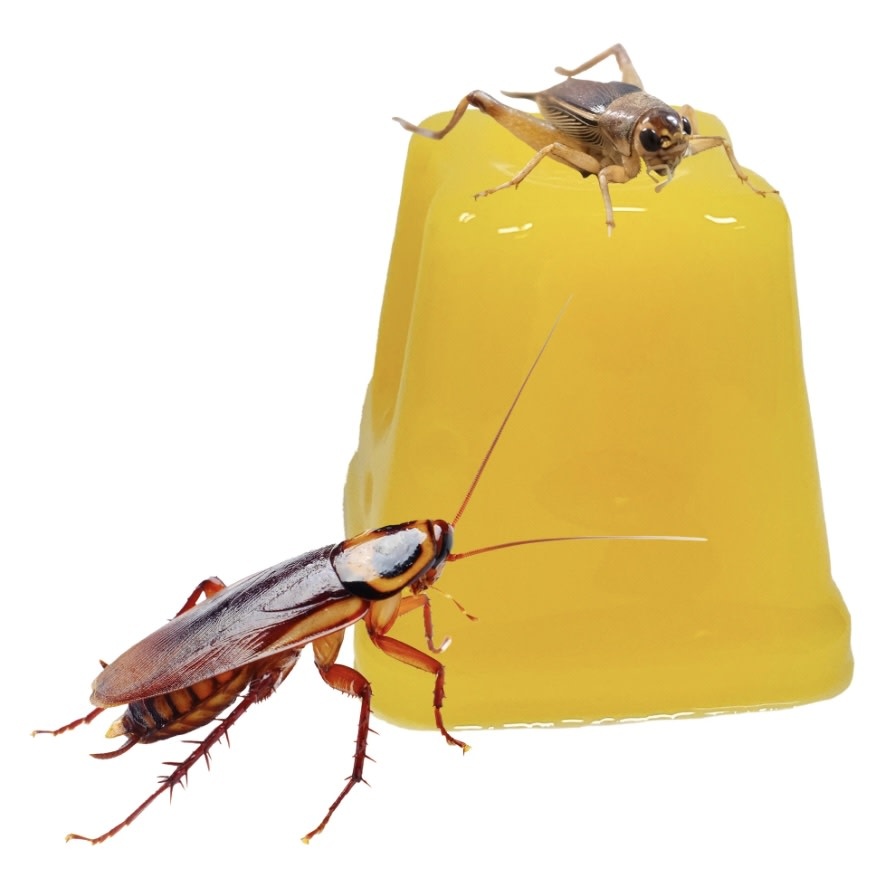 Komodo KOMODO KD-93142 Pot de Fruit en gelée 1.3 oz chaque