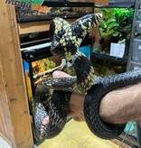 Magazoo Serpent ratier tigré (Tiger rat snake)  Mâle né en captivité  2021