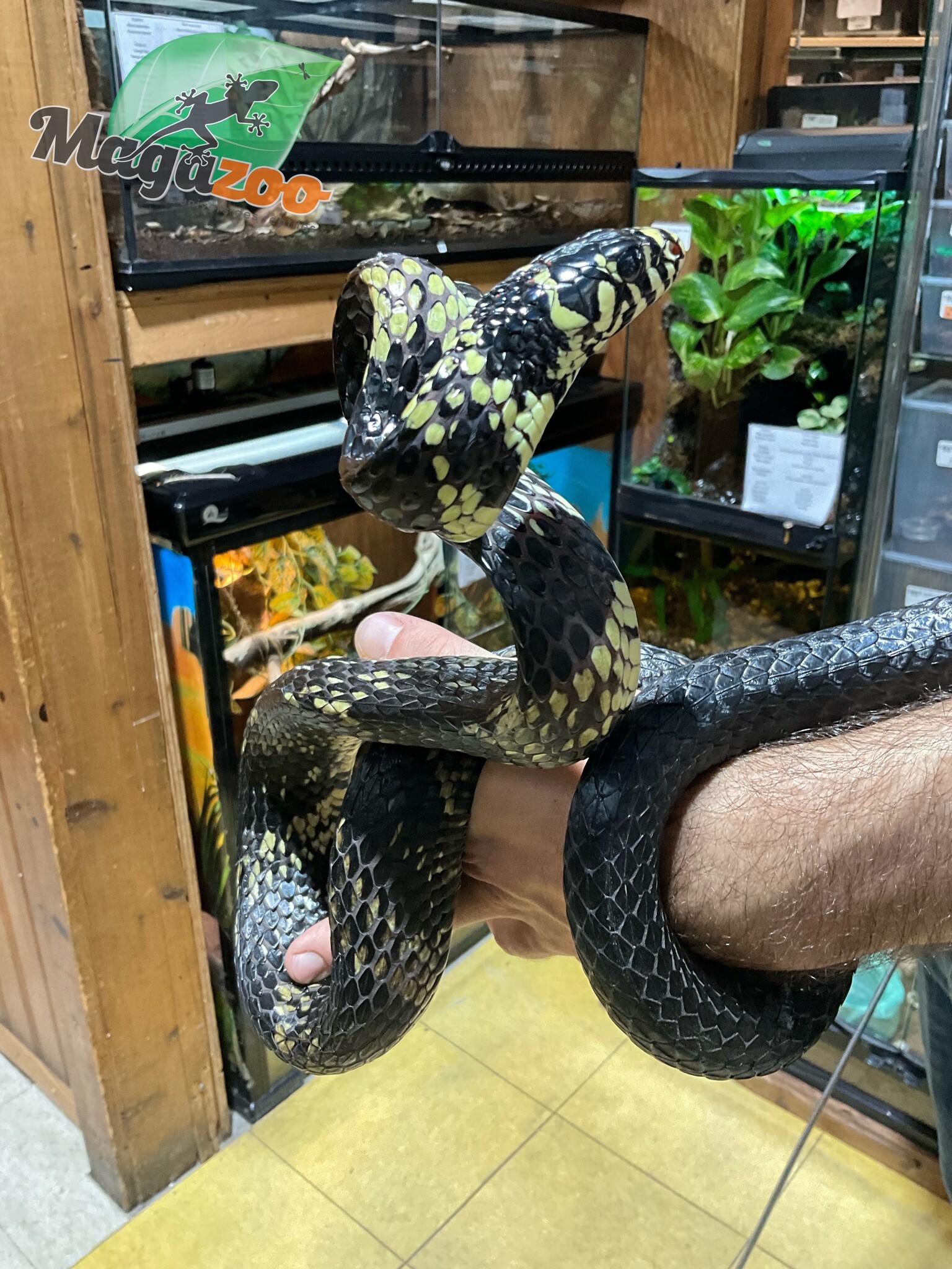 Magazoo Serpent ratier tigré (Tiger rat snake)  Mâle né en captivité  2021