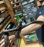 Magazoo Tiger rat snake male CB 2021