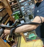 Magazoo Tiger rat snake male CB 2021