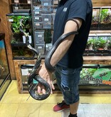 Magazoo Tiger rat snake male CB 2021