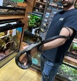 Magazoo Serpent ratier tigré (Tiger rat snake)  Mâle né en captivité  2021
