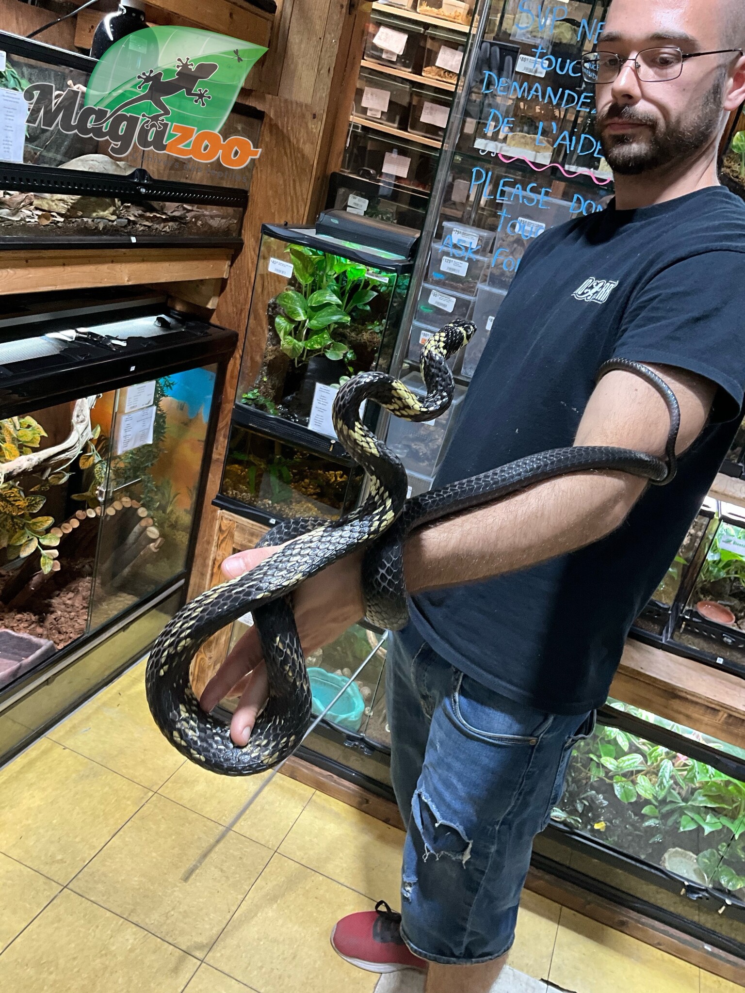 Magazoo Serpent ratier tigré (Tiger rat snake)  Mâle né en captivité  2021