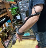 Magazoo Serpent ratier tigré (Tiger rat snake)  Mâle né en captivité  2021