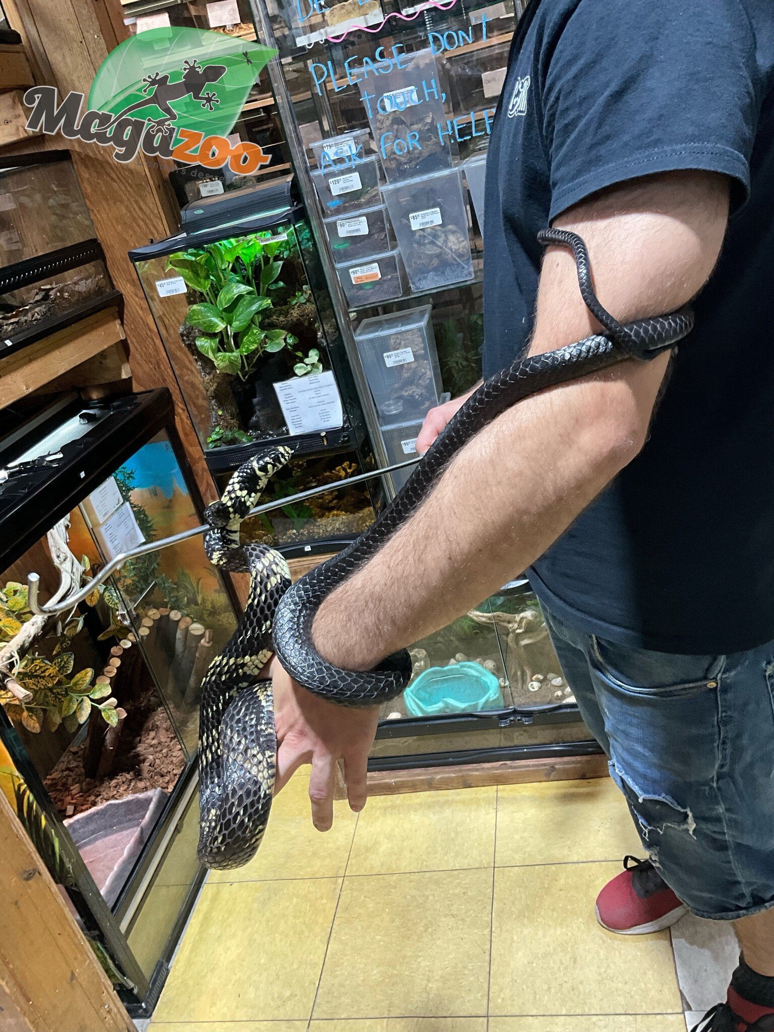 Magazoo Serpent ratier tigré (Tiger rat snake)  Mâle né en captivité  2021