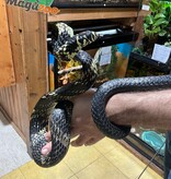 Magazoo Serpent ratier tigré (Tiger rat snake)  Mâle né en captivité  2021