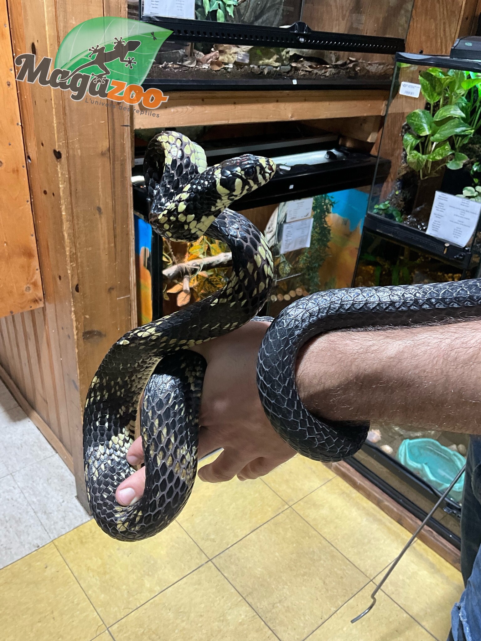 Magazoo Tiger rat snake male CB 2021