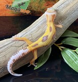 Magazoo Tremper Super giant Leopard gecko 5/28/24 female #100 (SPECIAL ORDER)