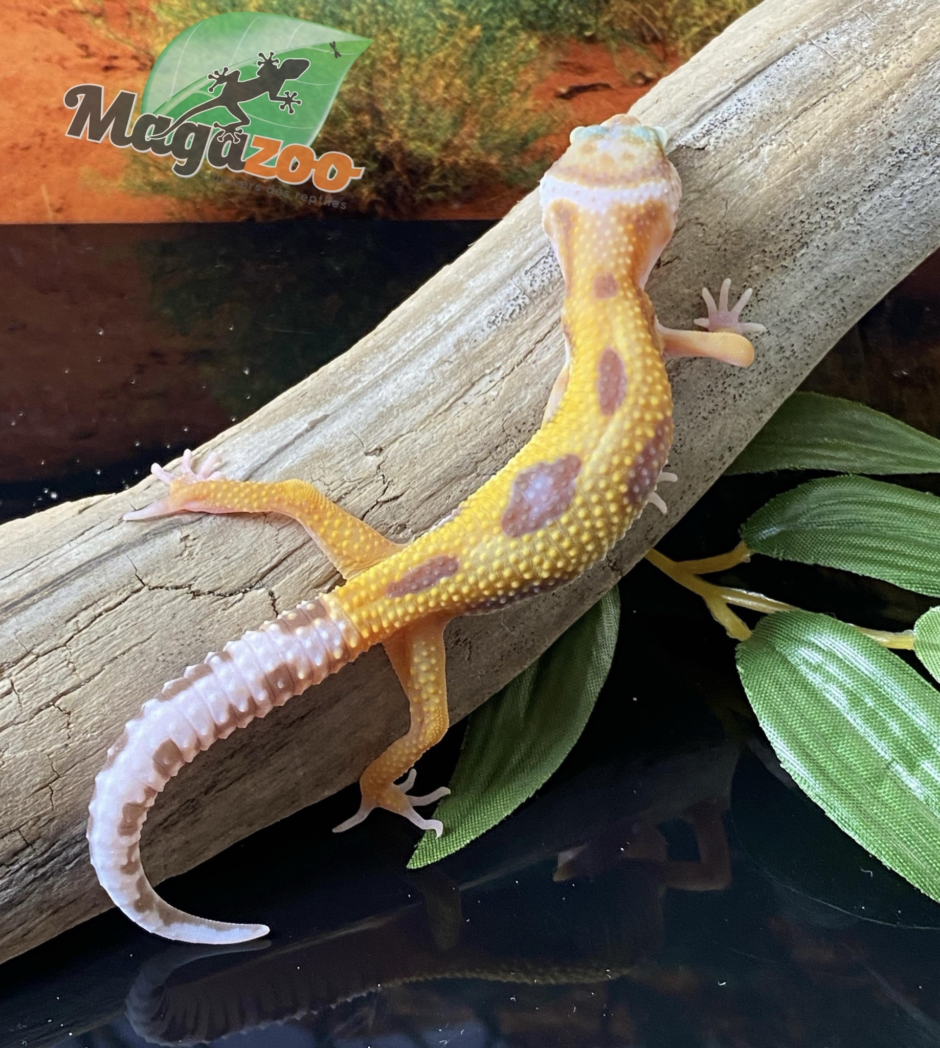 Magazoo Tremper Super giant Leopard gecko 5/28/24 female #100 (SPECIAL ORDER)