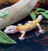 Magazoo Gecko léopard Giant tremper 28/5/24 femelle #100 (EN COMMANDE SPÉCIAL)