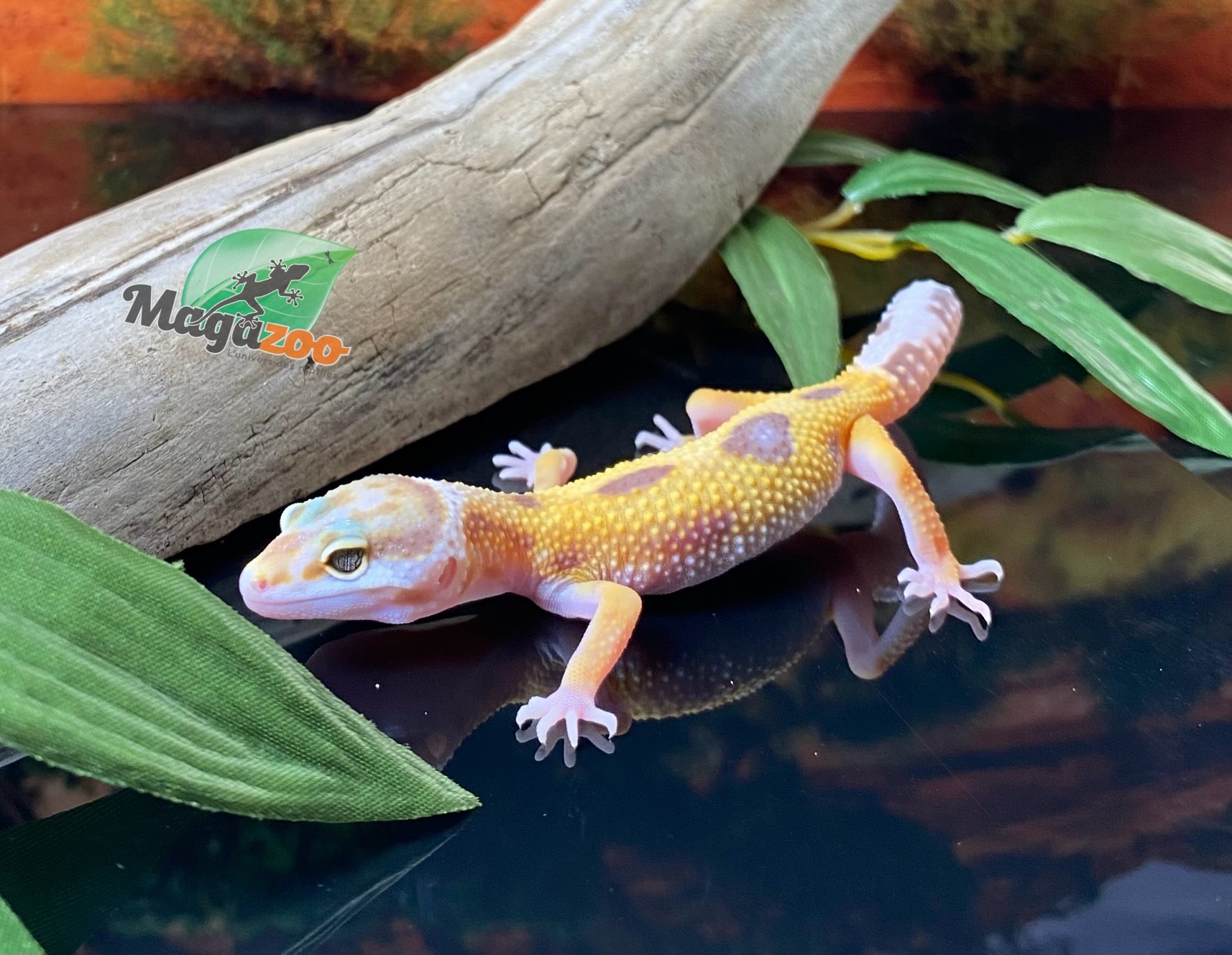 Magazoo Gecko léopard Giant tremper 28/5/24 femelle #100 (EN COMMANDE SPÉCIAL)