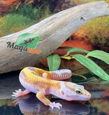 Magazoo Tremper Super giant Leopard gecko 5/28/24 female #100 (SPECIAL ORDER)