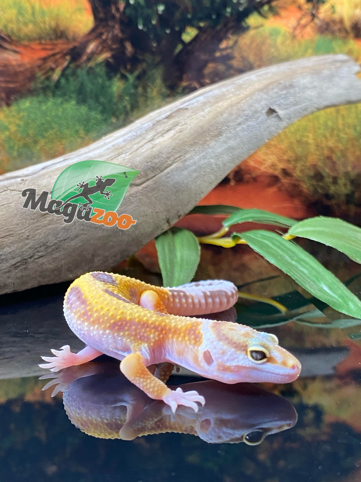 Magazoo Tremper Super giant Leopard gecko 5/28/24 female #100 (SPECIAL ORDER)