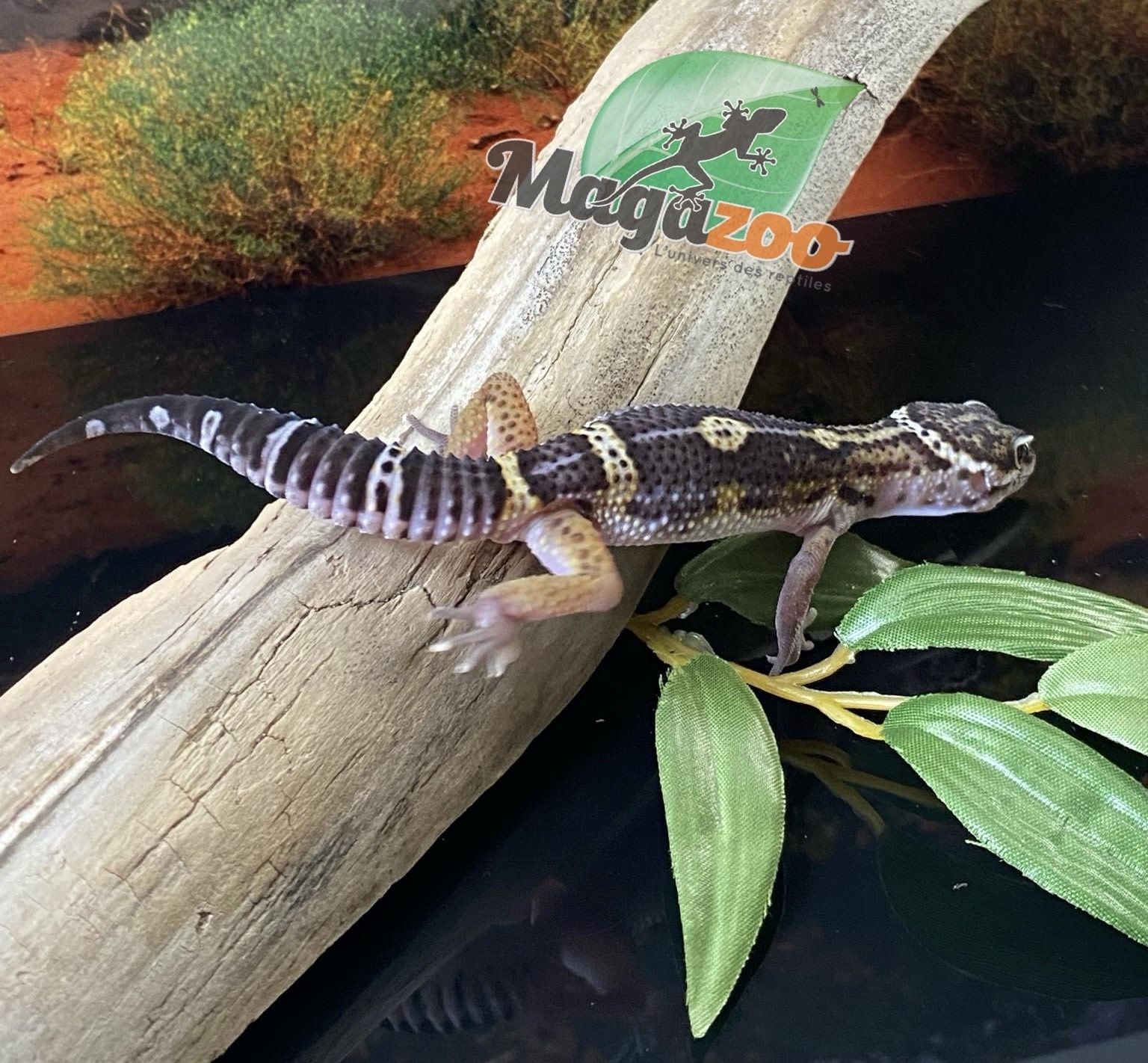 Magazoo Blacknight Leopard gecko 13/4/24 male #11    (SPECIAL ORDER)