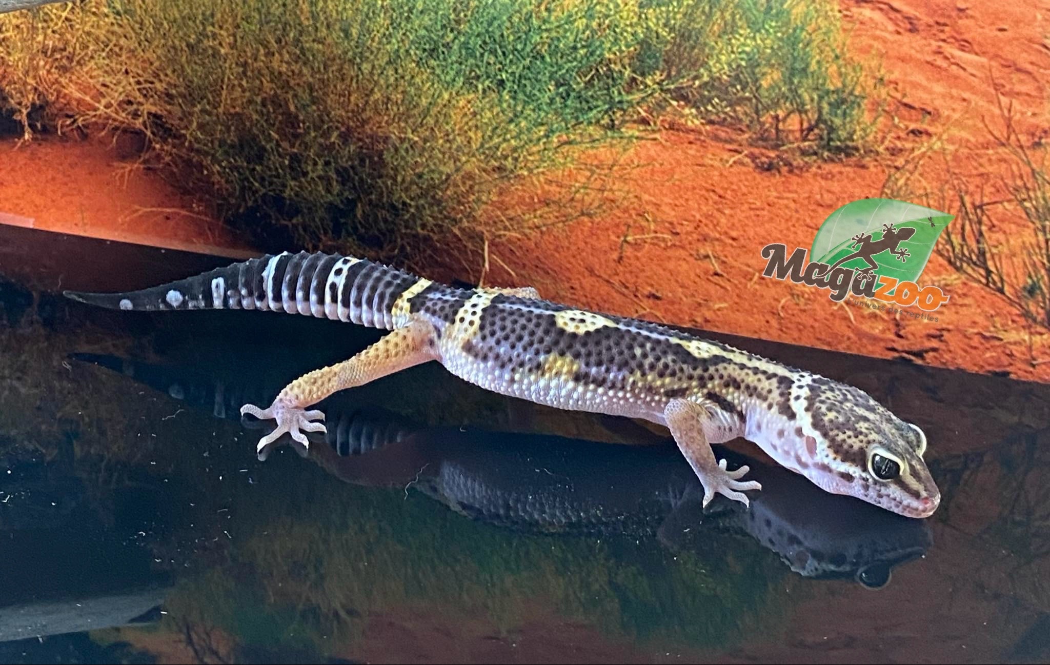 Magazoo Blacknight Leopard gecko 13/4/24 male #11    (SPECIAL ORDER)