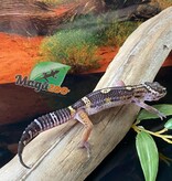 Magazoo Blacknight Leopard gecko 13/4/24 male #11    (SPECIAL ORDER)