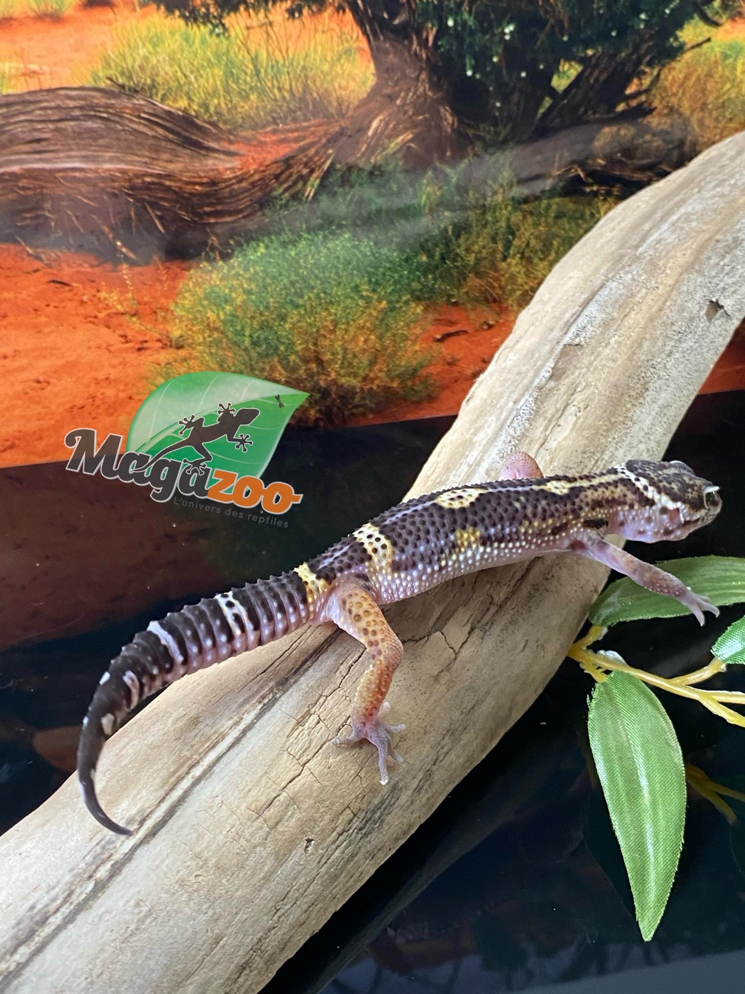 Magazoo Blacknight Leopard gecko 13/4/24 male #11    (SPECIAL ORDER)