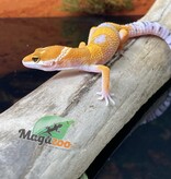 Magazoo Tangerine Tornado Leopard gecko 15/5/24 male #71 (SPECIAL ORDER)